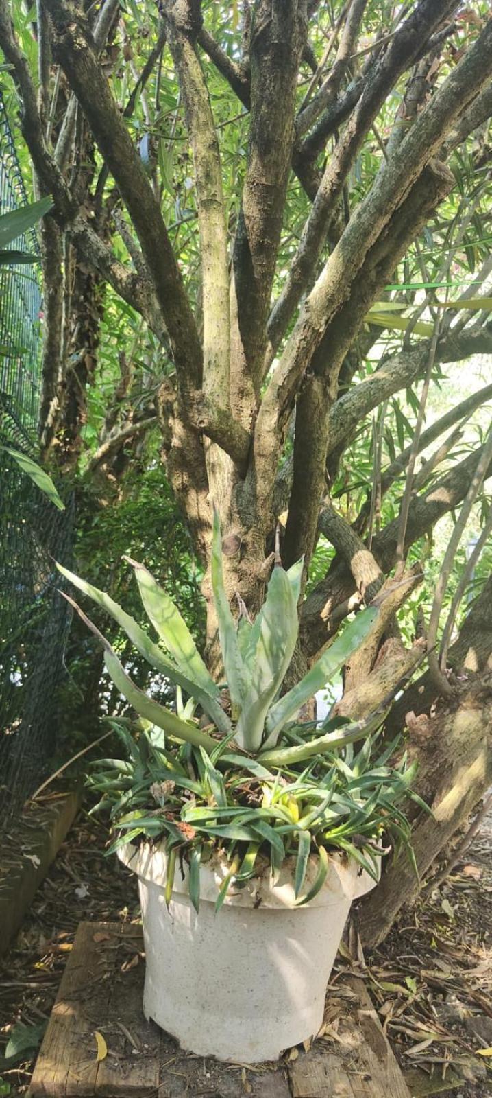Villaluigia - Oasi Le Palme بادوفا المظهر الخارجي الصورة